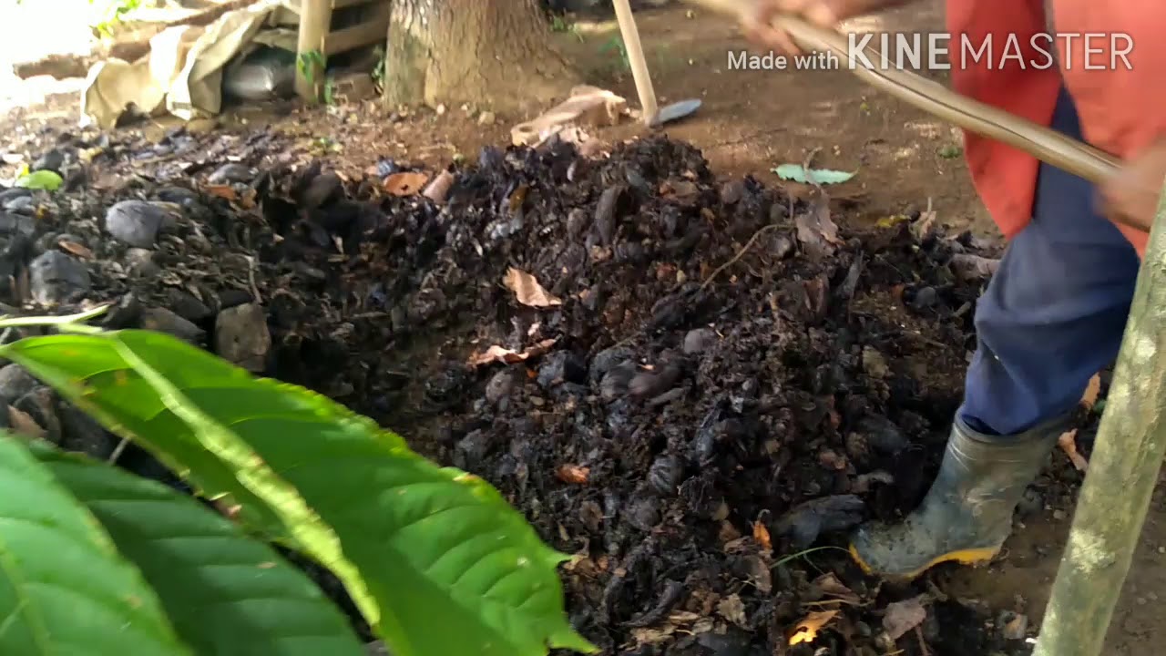 Adubo orgânico de casca de cacau @odiaadianocampo