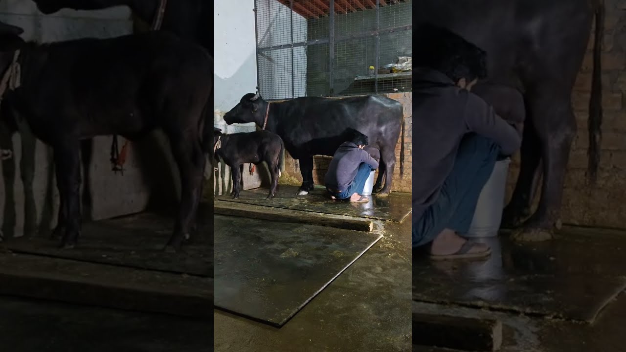 Yashveer Dhull Buffalo Live Milking || 2nd Time 9996605099