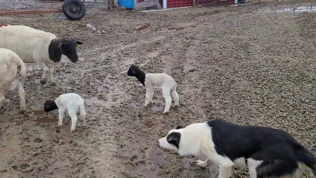 Herding Sheep