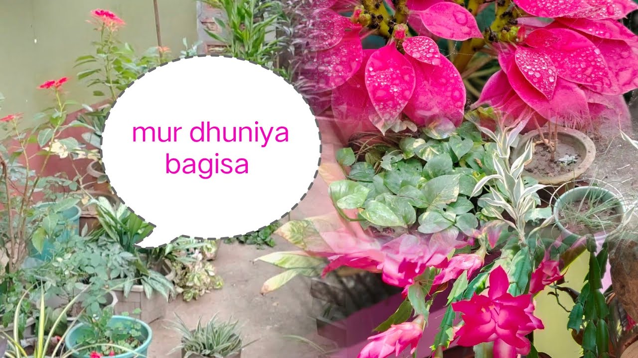 Aji sapha kori dilu 😍 #mylittlegarden #cleaning #gardenlove #minivlog 
