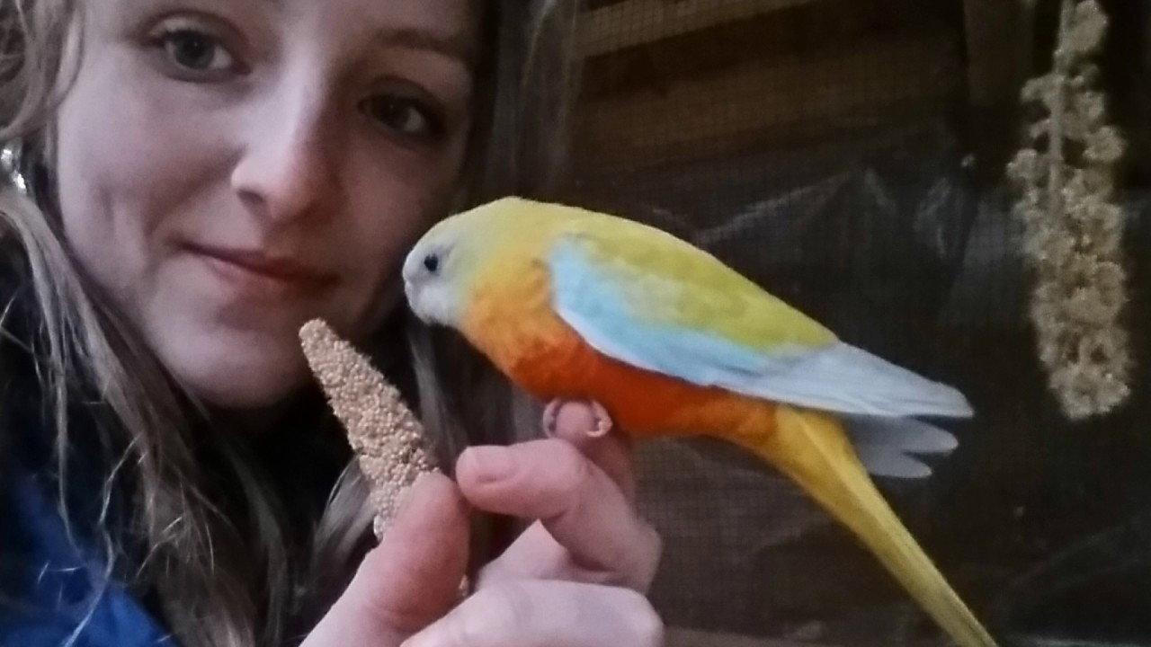 unser zahmer Glanzsittich Teil 5 +Vögel anschaffen +Haltung im Winter