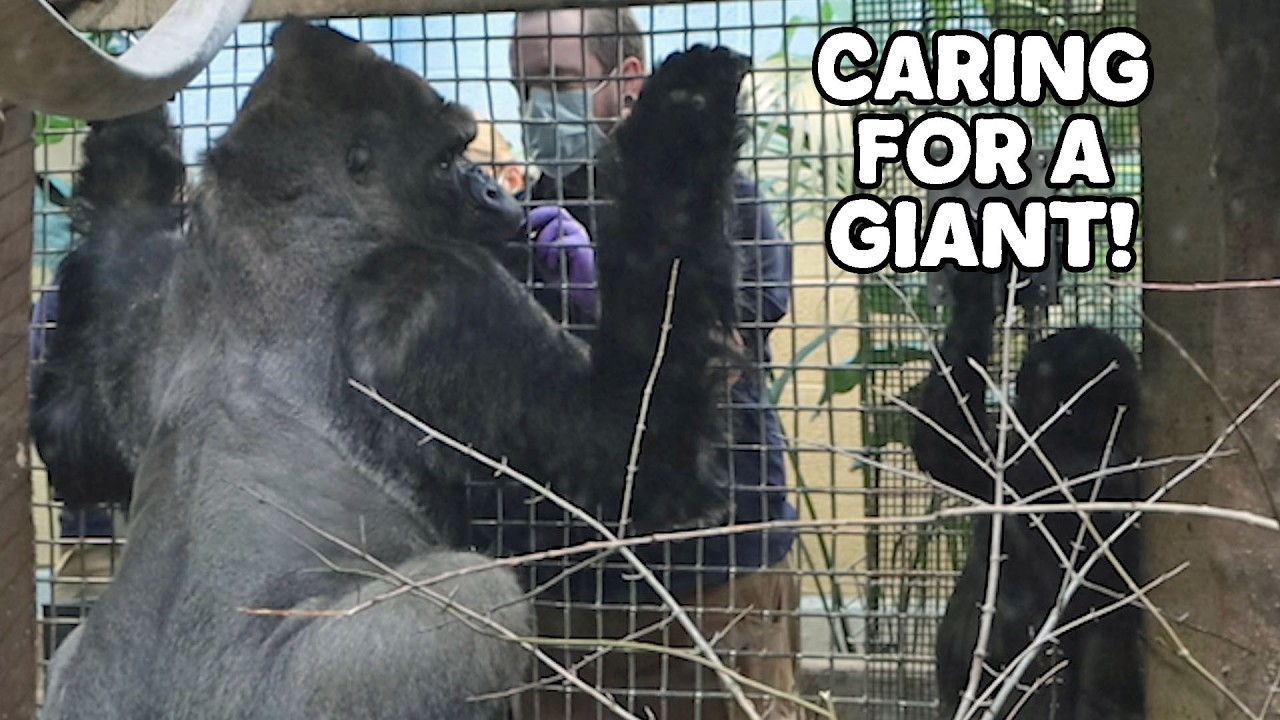 How To Give a Gorilla an Echocardiogram