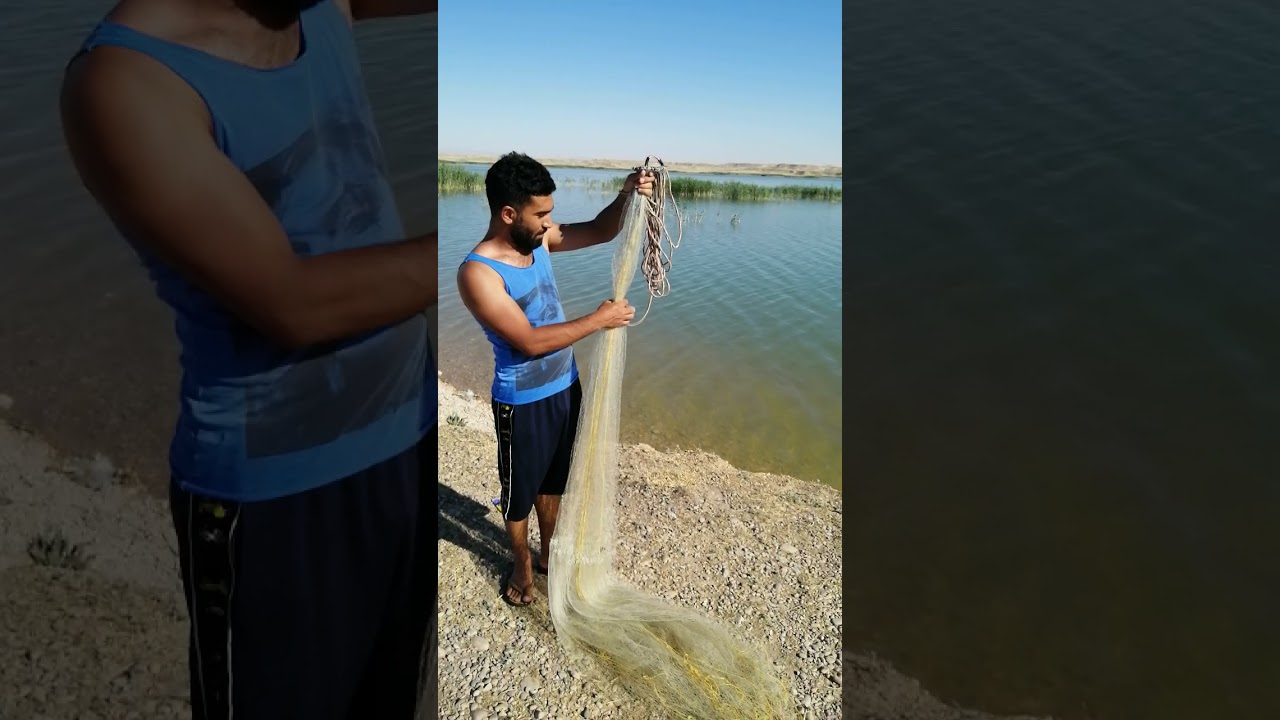 طريقة  شمر السلية