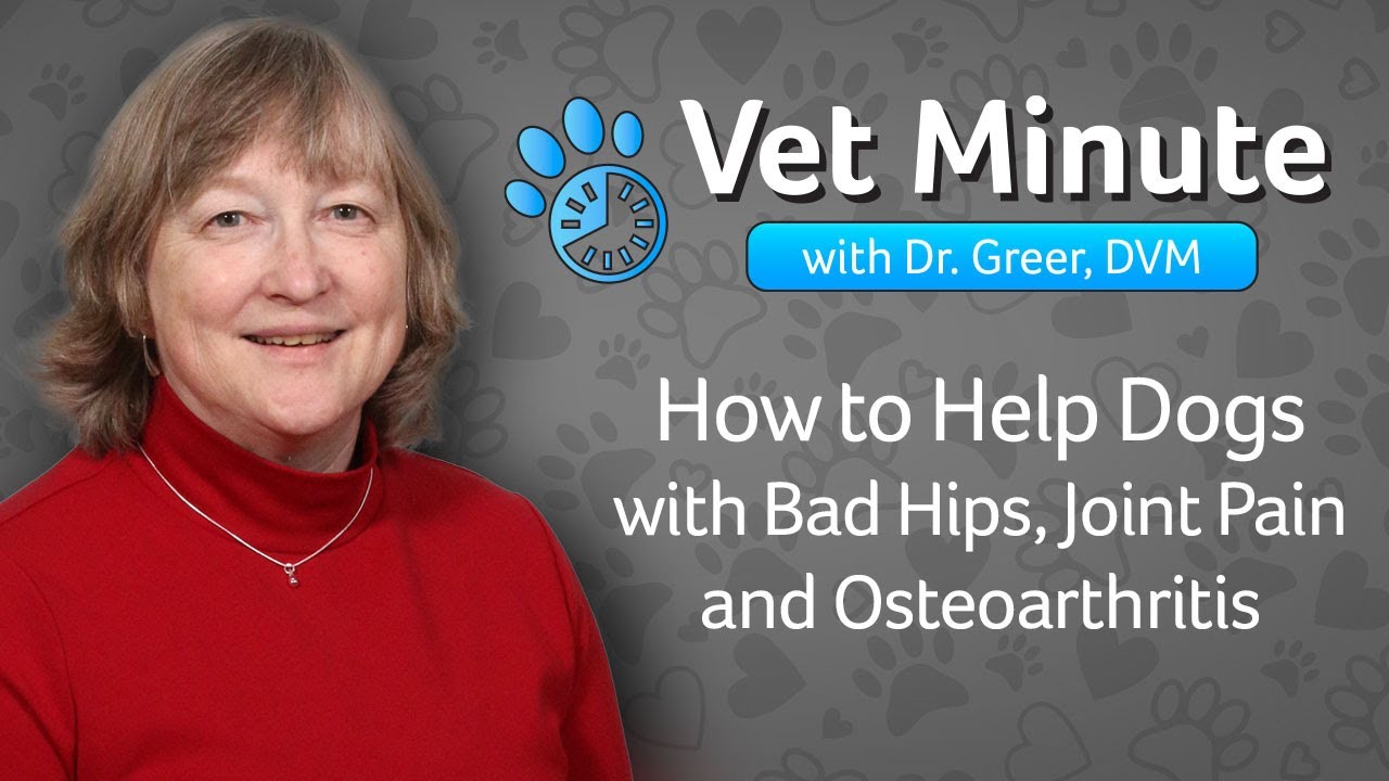 Vet Minute: Joint and Hip Pain Relief for Dogs