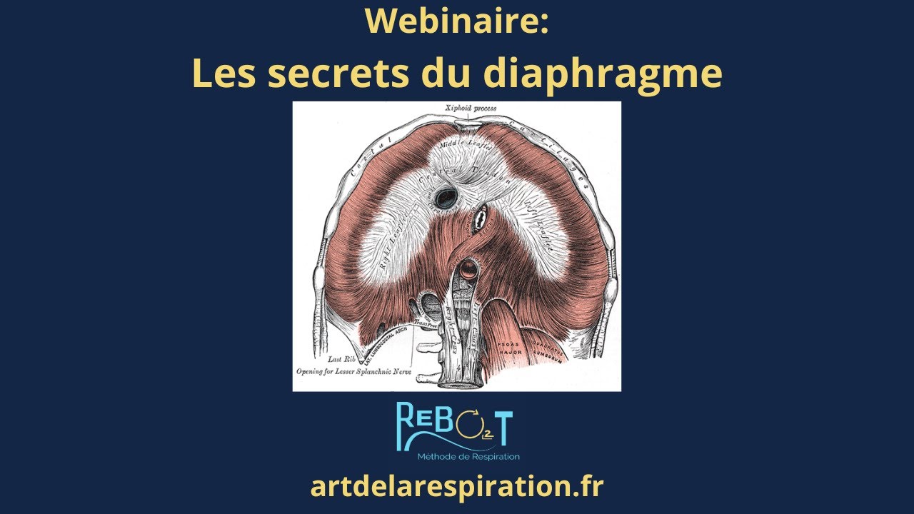 Les secrets du diaphragme- Méthode REBO2T