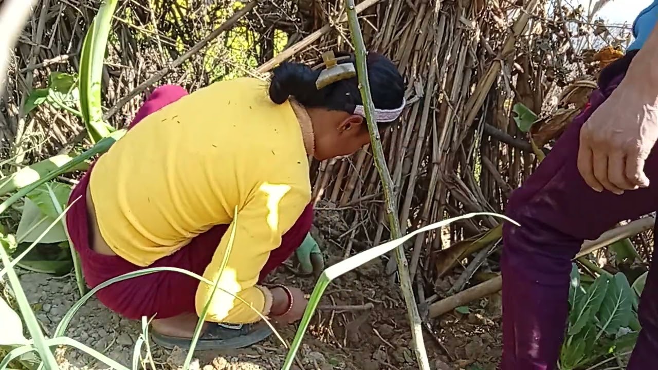 आफ्नै बारीमा रोपेको पिँडालु खन्दै छौ है साथी हरु