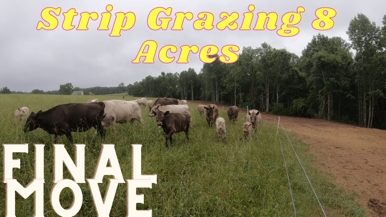 EP. 9 FINAL MOVE | Strip Grazing with Murray Grey Cattle