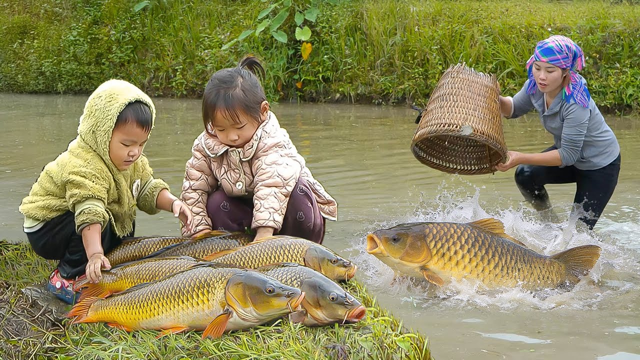 Giant Carp in Deep Rice Fields— Fishing on Freezing Winter Days of Chuc Duong Family | Village Life