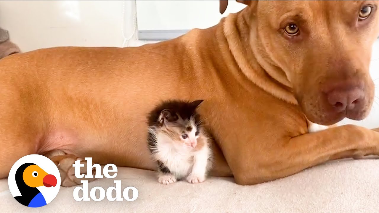 Pittie Is Terrified Of Kittens | The Dodo