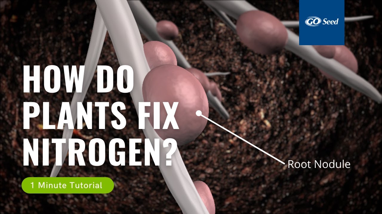 In 1 Minute: How Do Plants Fix Nitrogen?