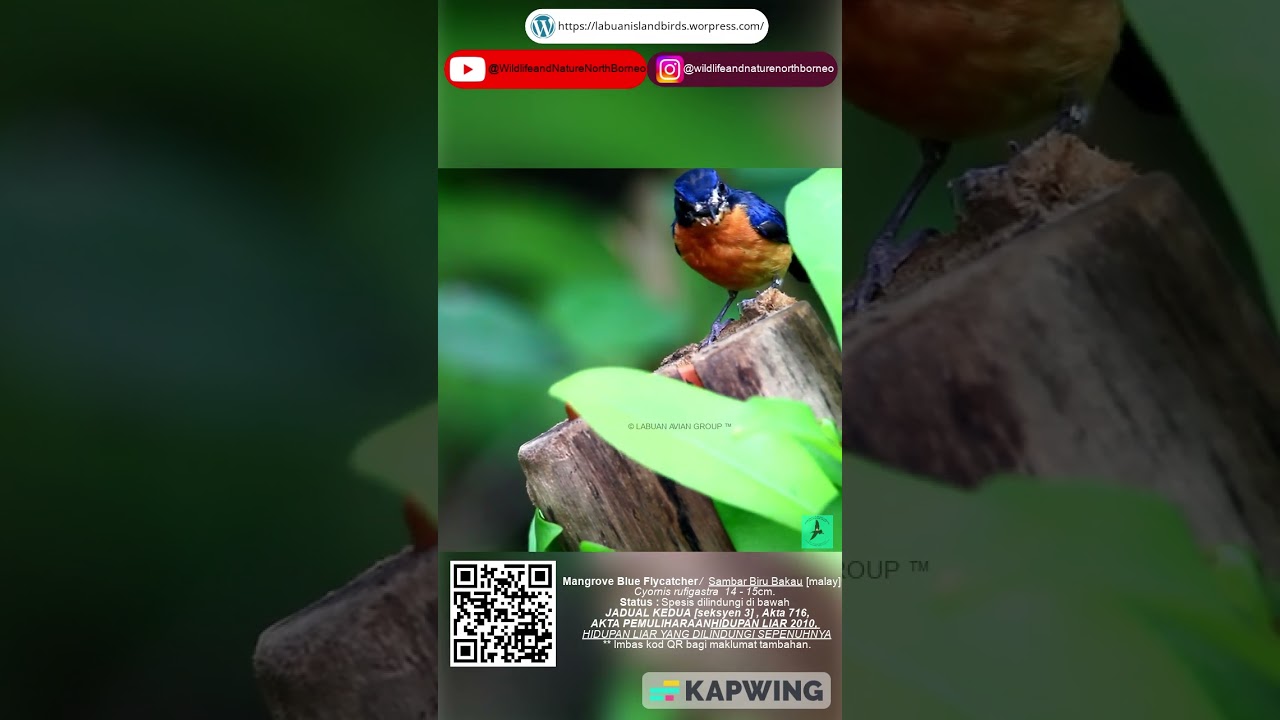 #flycatchers #flycatcher #bird #birds #nature #wildlife #birdwatching #birdspecies #birdslover