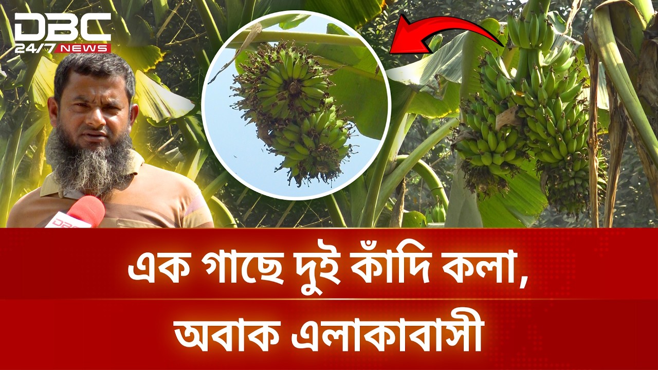 এক গাছে দুই কাঁদি কলা, ছড়াচ্ছে কুসংস্কার | DBC NEWS Special
