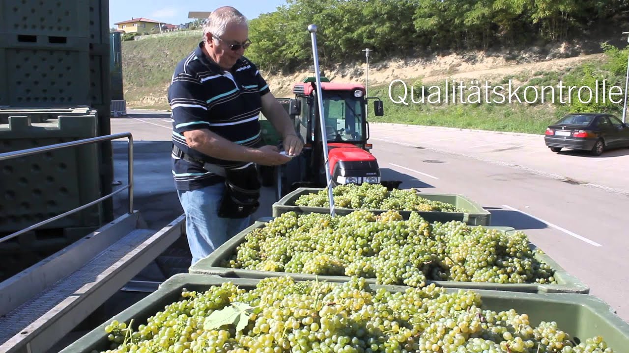 Winzer Krems Weinlese & Traubenuebernahme