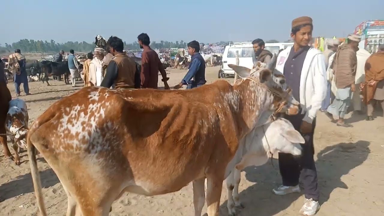 khushab bakra mandi