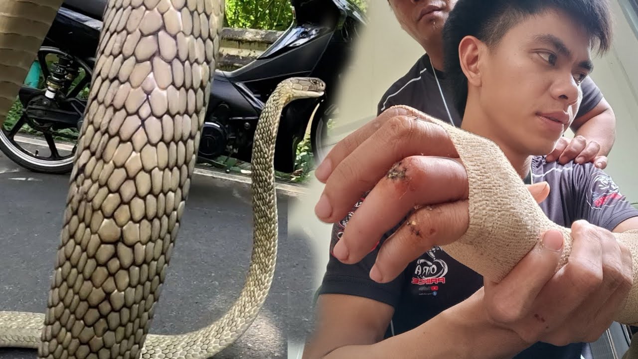 KAWAWANG COBRA PRINCE BAGO MAHULI ANG KING COBRA SA La Ununion