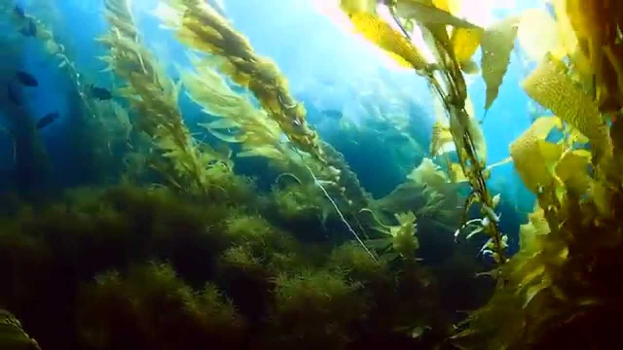 Below - San Diego Underwater Film Exhibition