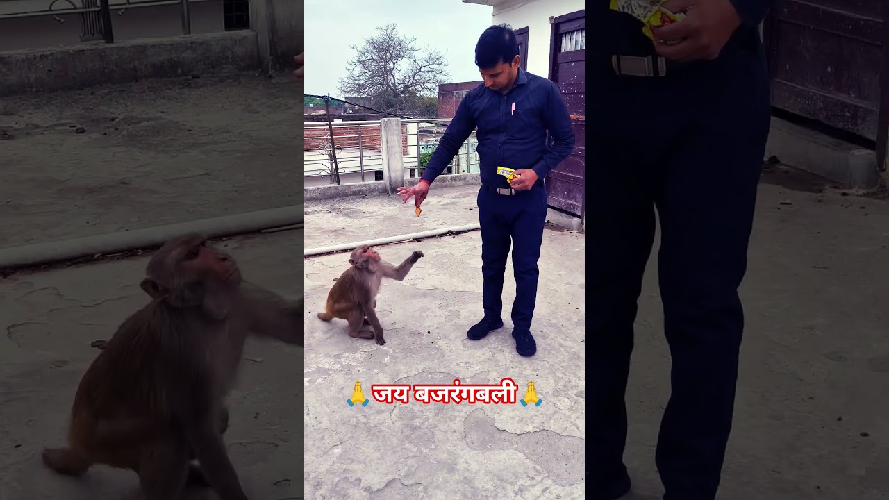 #sewa #hanuman #trending #viral #reels आओ हम सब मिलकर इनकी सेवा करें,और इनके प्रति लोगों को समझाएं..