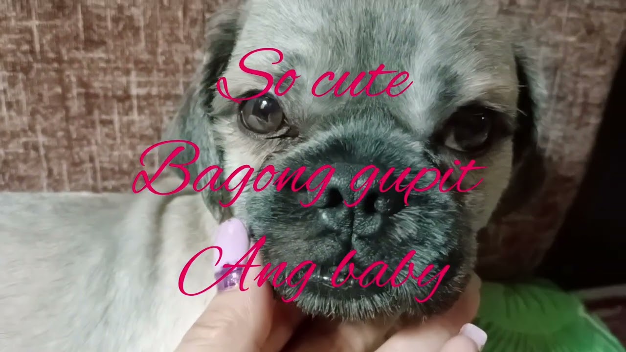 #bagonggupitangvegetariandog #pinayvlogger @CHERRY69 Tv