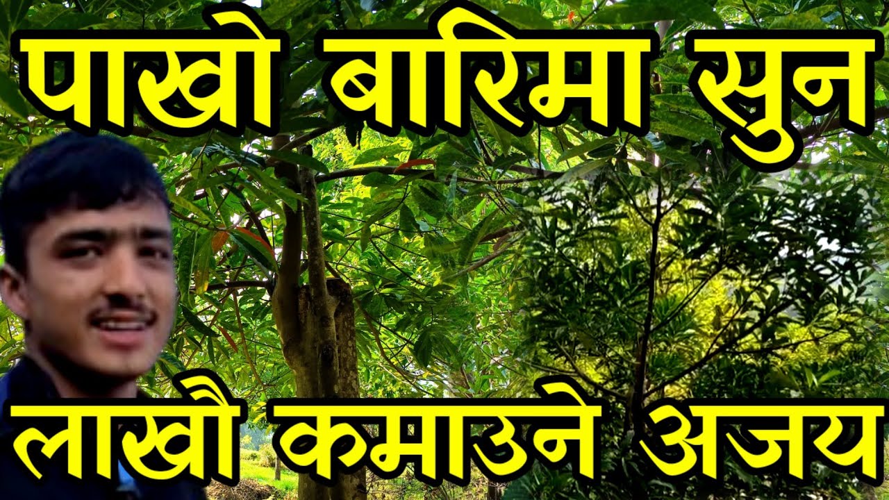 पाखो बारिमा रुद्राक्ष खेती गरेर बर्समै पचास लाख कमाउने  दिङ्लाका 22 बर्से अजय nepali village farming