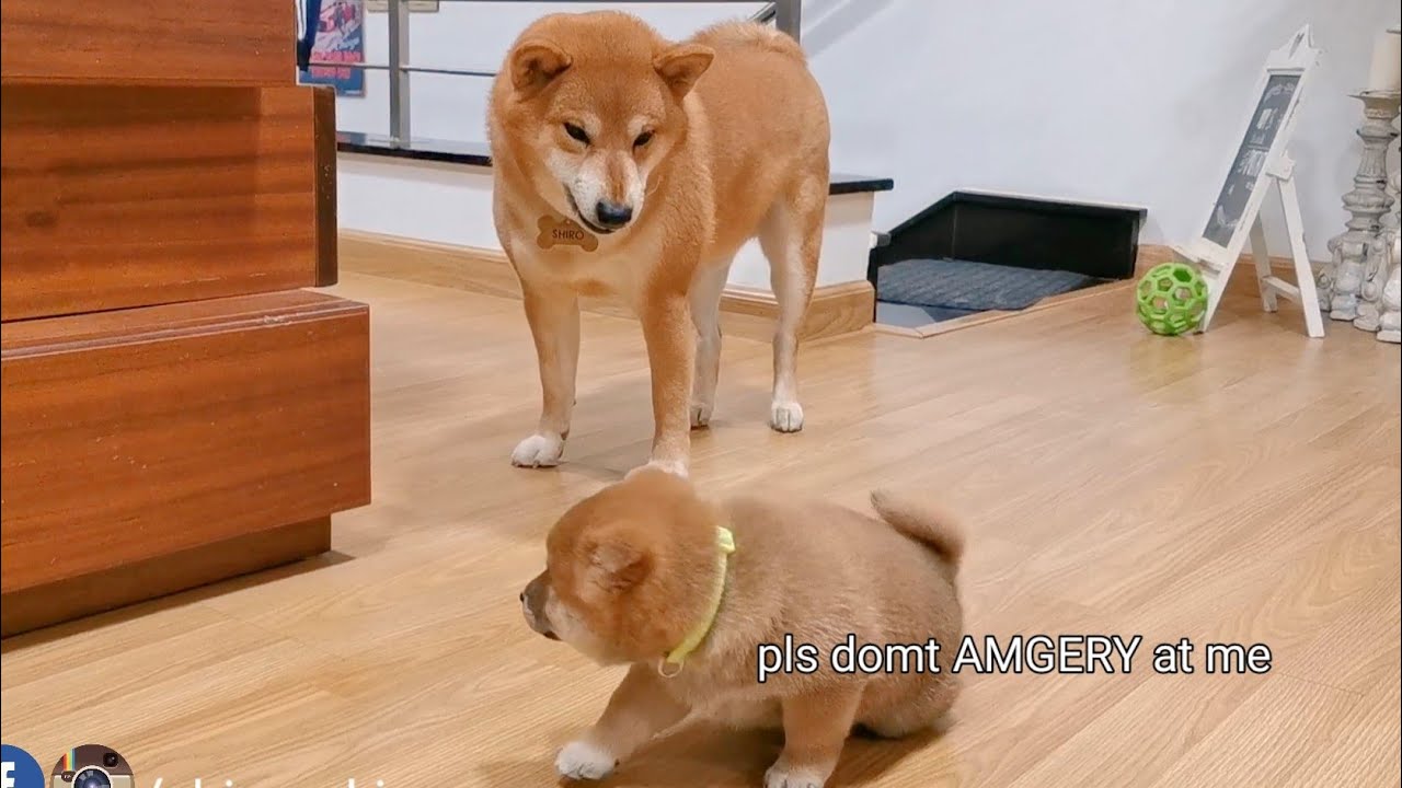 Daddo frightens his Son