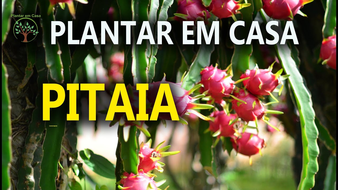 Pitaya em Casa, Produzir, Cultivar, Dicas de tudo que precisa saber dessa Fruta
