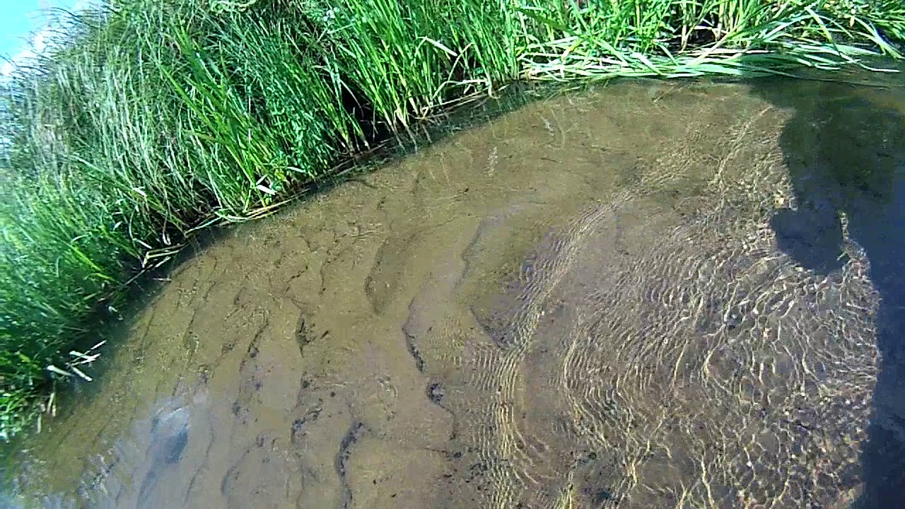 Cobitis taenia ловлю руками