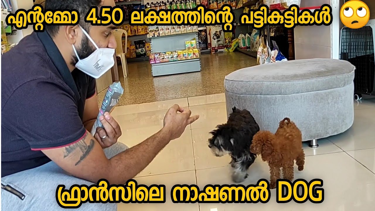 NATIONAL DOG OF FRANCE POODLE😍  4.50 LAKHS DOG PRIZE 🙄 #kerala #thrissur #arunsmoki #naveenvlogs