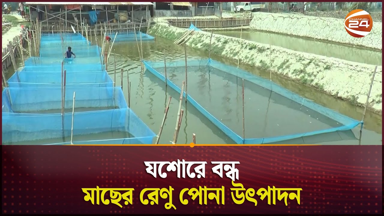 চলমান অস্থিরতায় যশোরে বন্ধ মাছের রেণু পোনা উৎপাদন | Jessore Fish | Channel 24