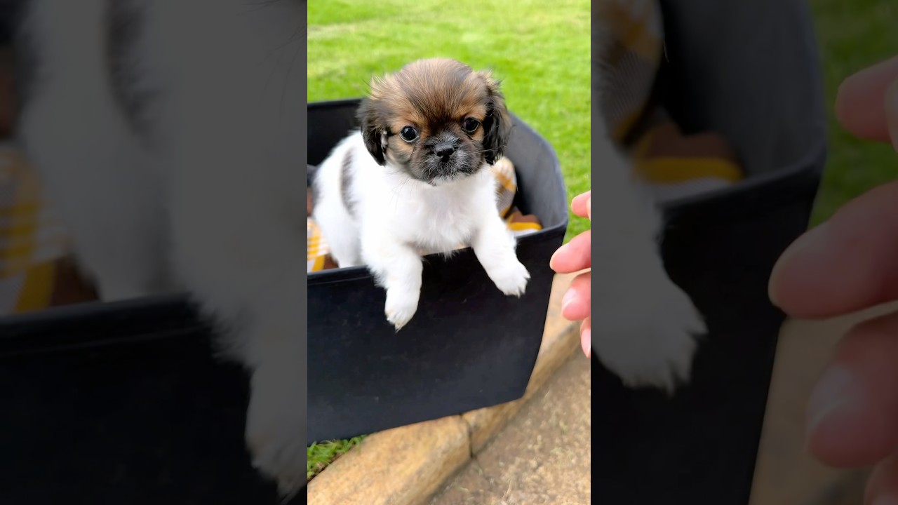 ADOPTE UN NUEVO PERRITO 🐶 QUE NOMBRE LE PONDR&Iacute;AN ❓