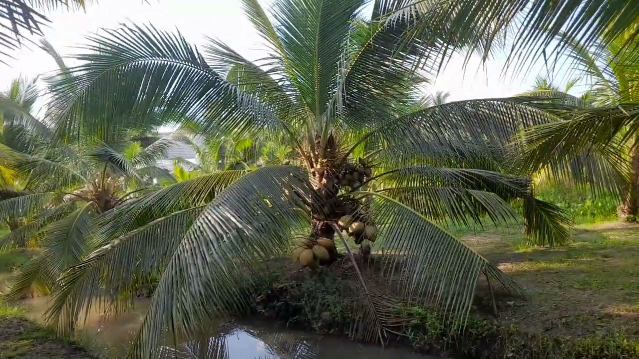 Kính Chào anh chị vườn dừa ta  bôn mươi  tháng 