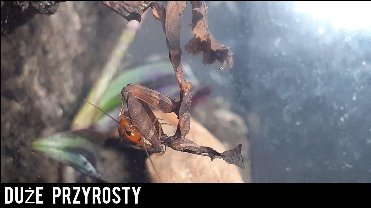 Duże przyrosty😁-Formica Fusca i Phyllocrania Paradoxa
