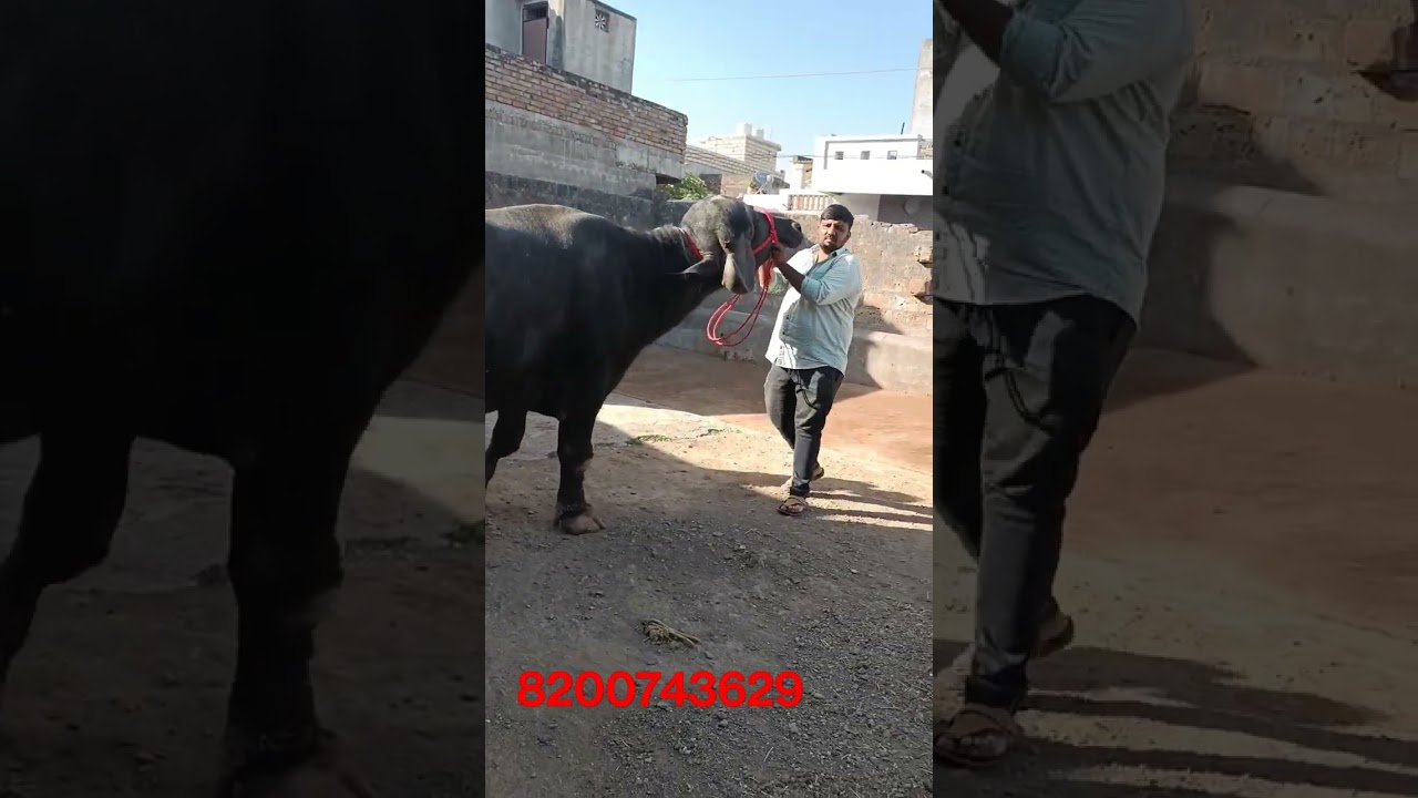 big jafarabadi buffalo for sell