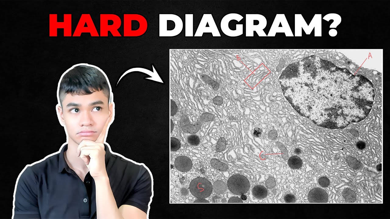 How To Decipher HARD Microscope Diagrams!
