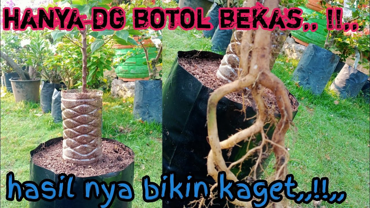 PROGRAM AKAR BOUGENVIL TAHAP AWAL ‼️