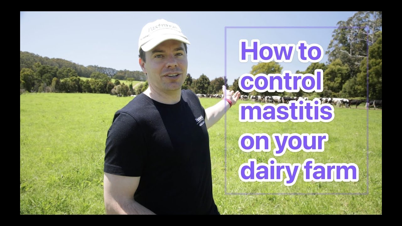 How to effectively control mastitis in your dairy cows on your dairy farm