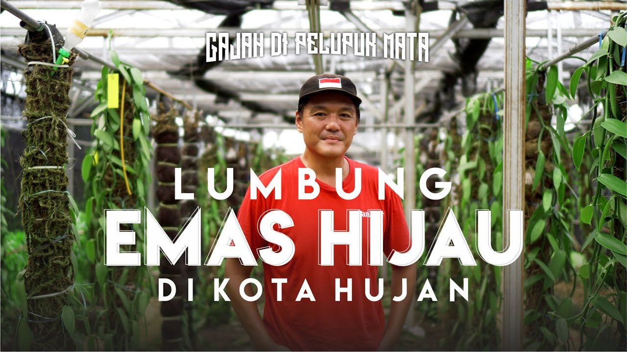 Sukses Budidaya Vanili di Dataran Tinggi Hingga Membuka Lapangan Kerja Untuk Warga di Sekitar!