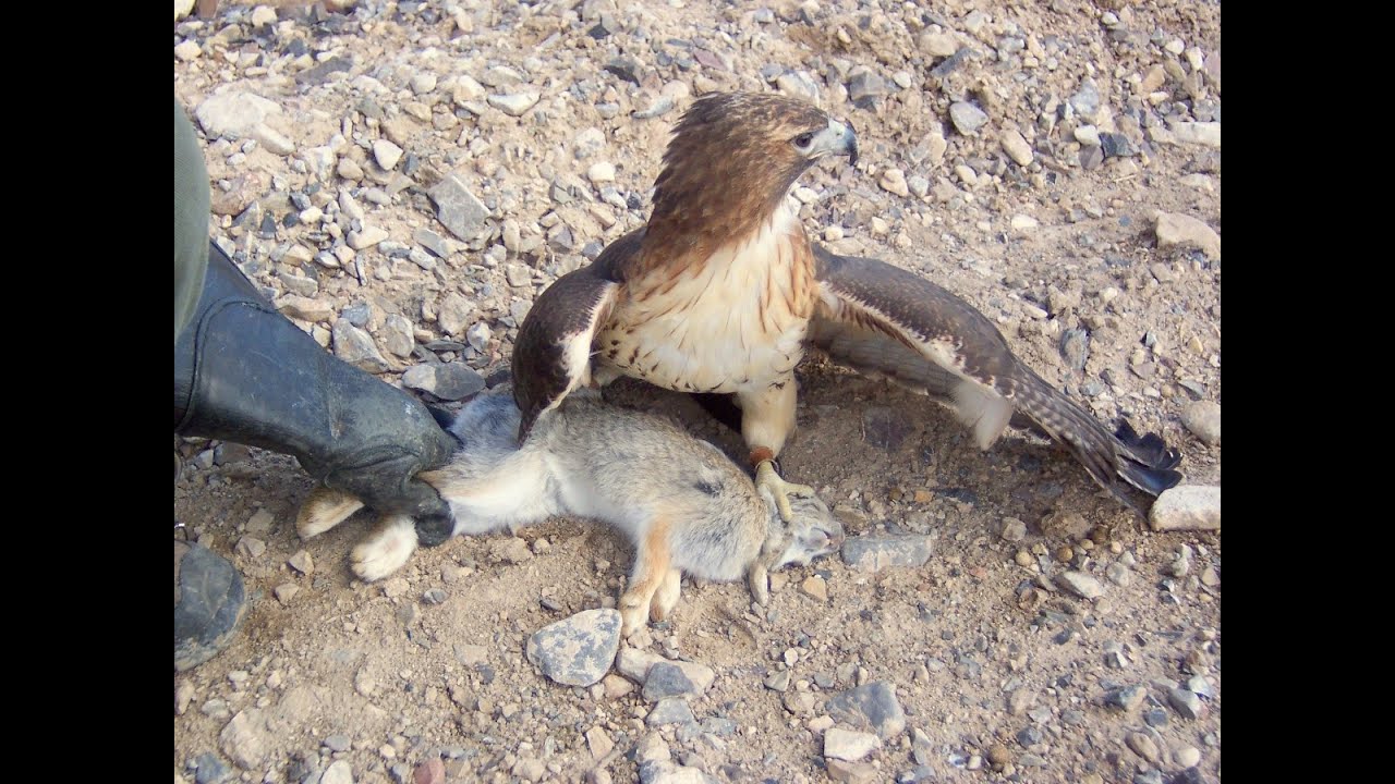 Falconry: Falcons, Accipiters, Buteos Part 2