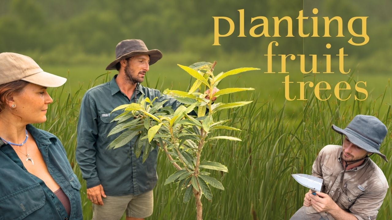 Cassava Pancakes, Nursery Trip & Fruit Trees
