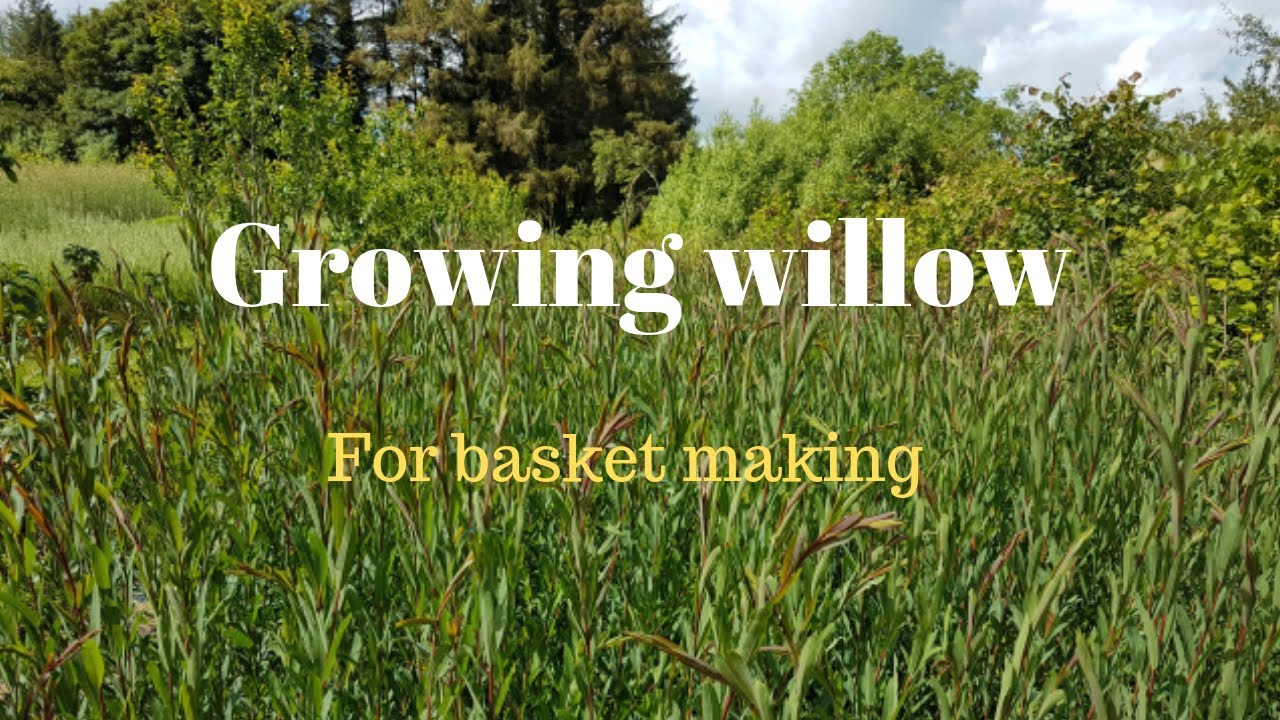 Growing willow for basket making