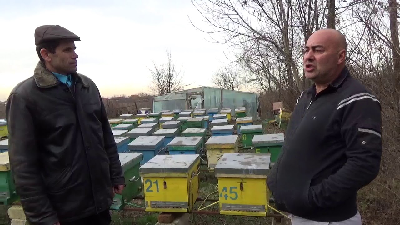 O lecție despre albinărit. Iulian Bobocea și  Daniel Calmuş. 11-12-2017.