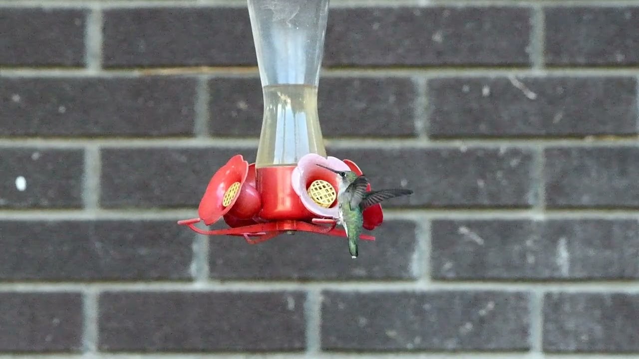 Hummingbirds Slow Motion 120fps f8 x1/40th 250728pm