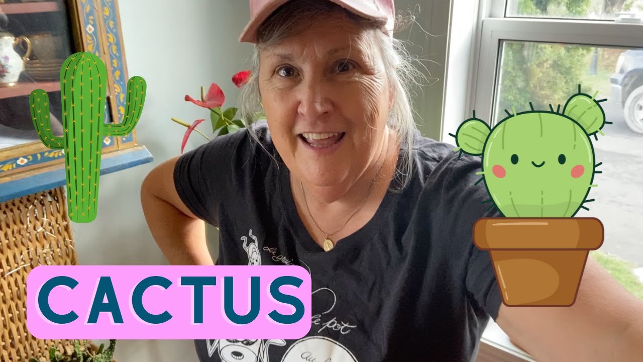 Comment s'occuper des cactus dans la maison? - capsule horticole