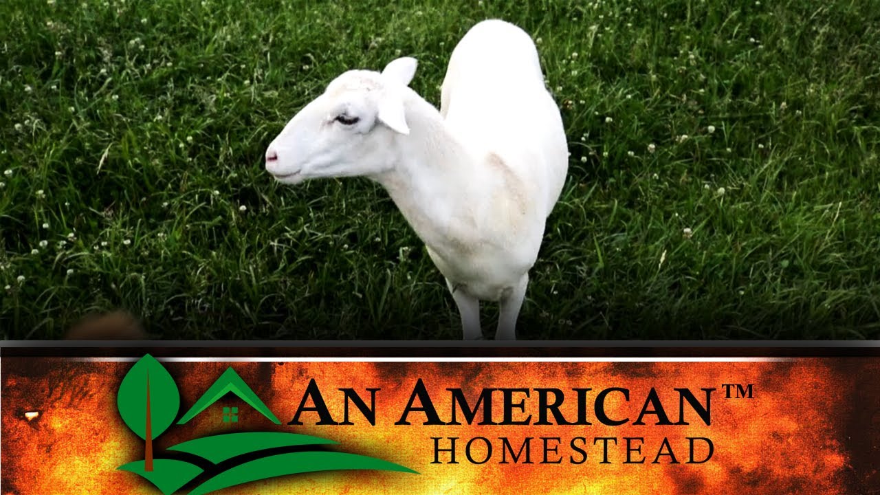 When You BUY Livestock - DON'T DO THIS!