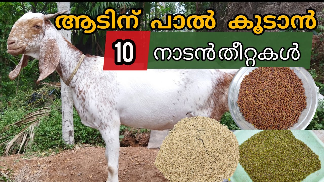 ആടിന്റെ പാൽ കൂട്ടും 10 തീറ്റകൾ..