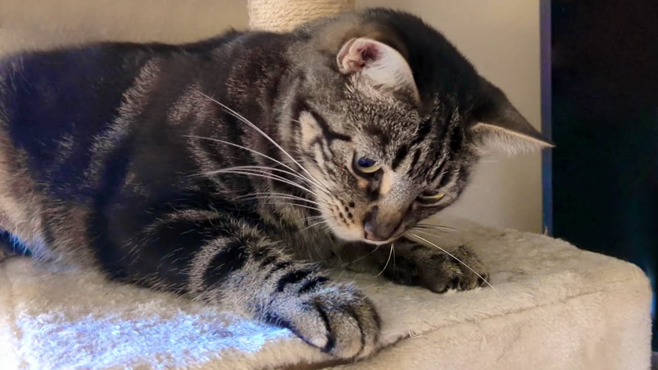 Meet our Adorable and Playful Sokoke Cat!
