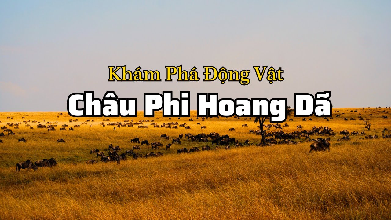 Vũ Điệu Sinh Tồn | Kẻ Thống Trị Rừng Rậm Và Đồng Cỏ Châu Phi