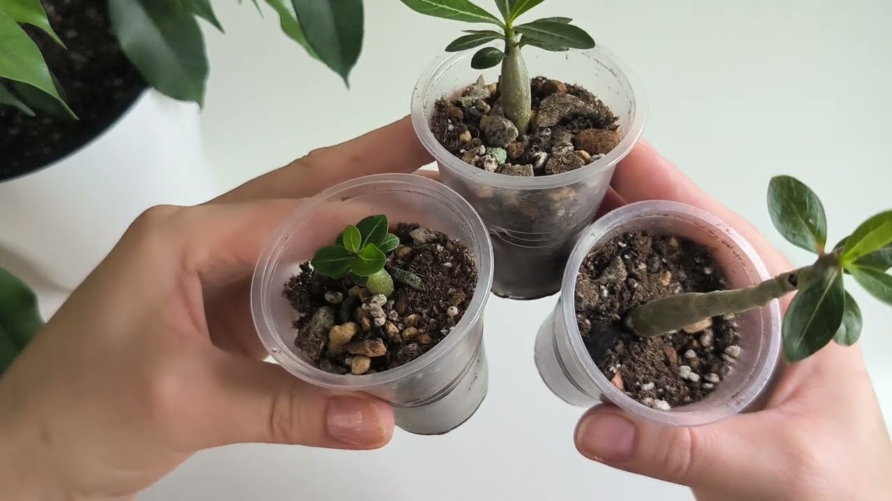 Мои адениумы спустя 2 недели 🌿 как выращивать адениумы, советы по выращиванию