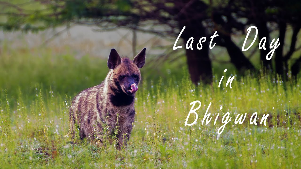 Bhigwan Last Day with Big Surprise | Bhigwan Series | Wildlife Photography Tour