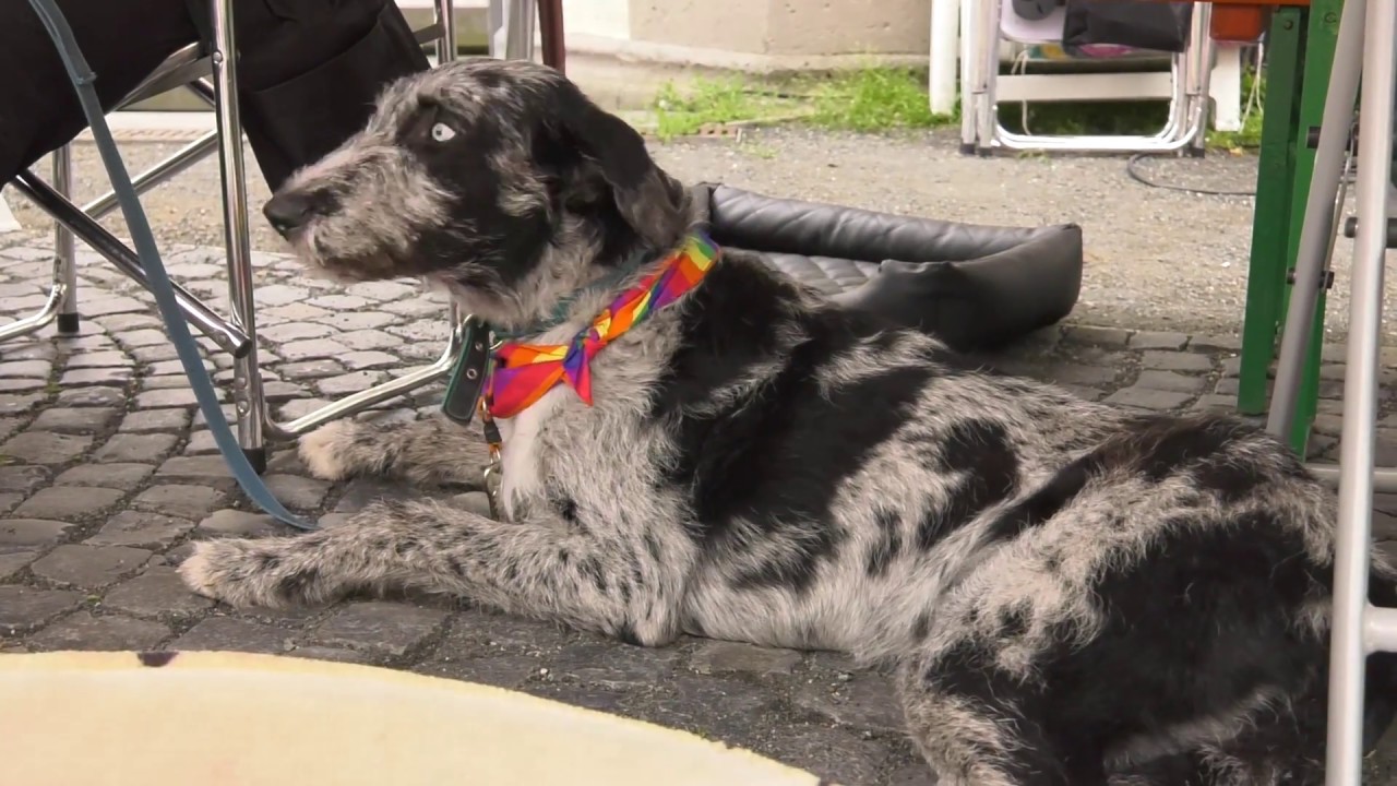 EiE-Interview mit Katrin Scholz von der Hundeschule Gießen