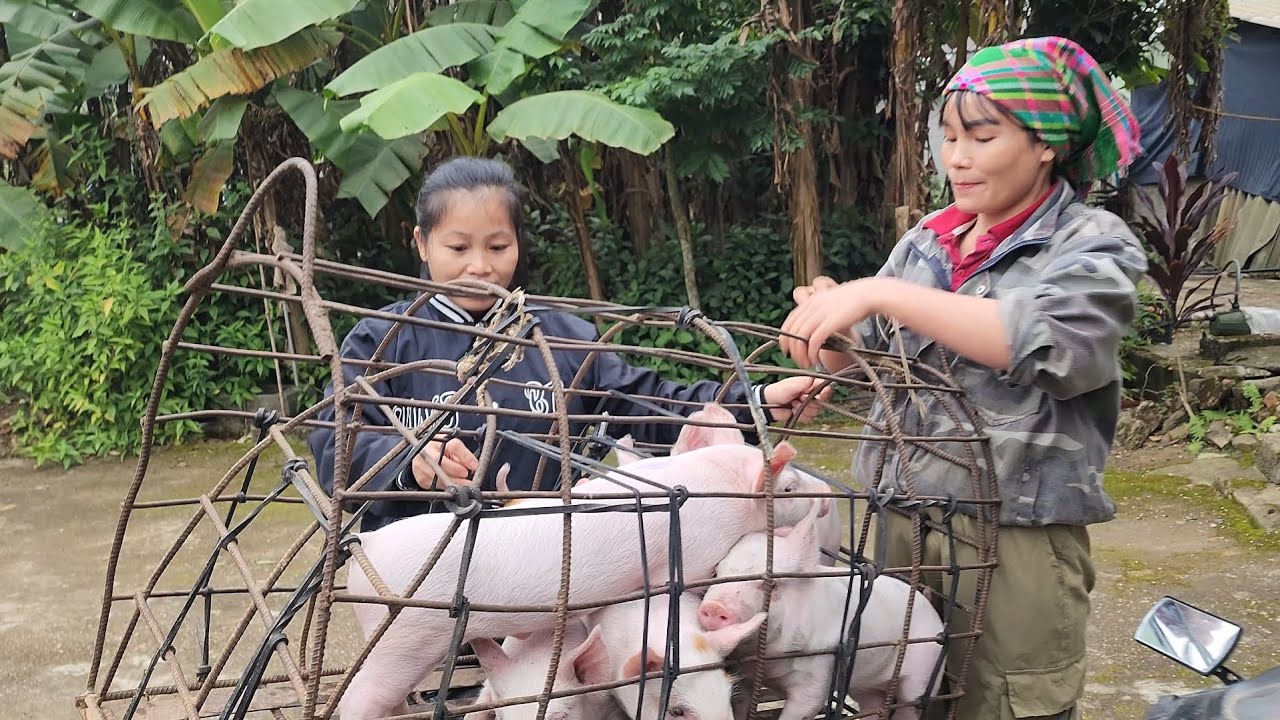 brought the pigs to give to the villagers to raise together /